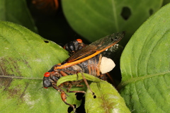 Massospora cicadina