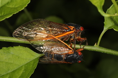 Massospora cicadina