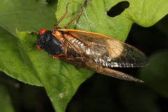 Massospora cicadina