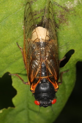 Massospora cicadina
