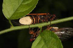 Massospora cicadina
