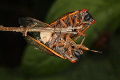 Massospora cicadina