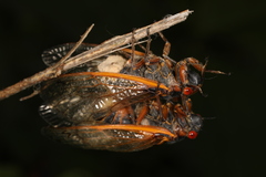 Massospora cicadina