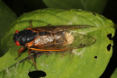 Massospora cicadina