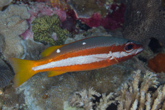 Lutjanus biguttatus