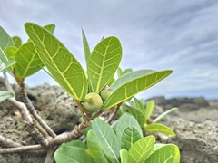 Ficus pedunculosa