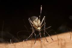 Aedes sticticus