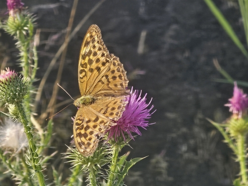 Silver-washed Fritillary