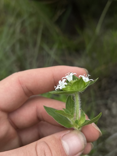 Richardia brasiliensis, photograph 5