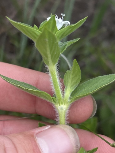 Richardia brasiliensis, photograph 6