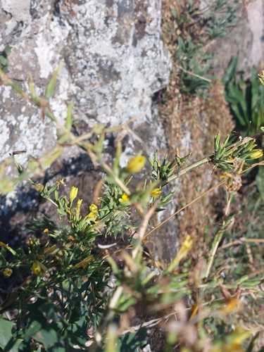 Lactuca viminea, photograph 4