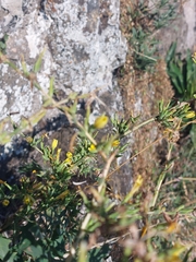 Lactuca viminea, photograph (c) Thomas Koffel, some rights reserved (CC BY)