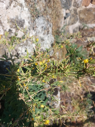 Lactuca viminea, photograph 5