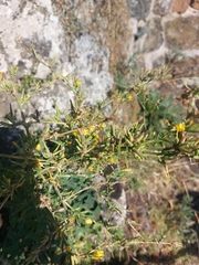 Lactuca viminea, photograph (c) Thomas Koffel, some rights reserved (CC BY)