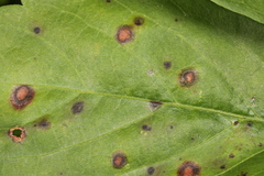 Phyllosticta quinquefoliae