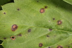 Phyllosticta quinquefoliae