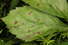 Phyllosticta quinquefoliae