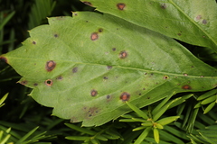 Phyllosticta quinquefoliae