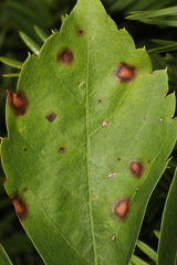 Phyllosticta quinquefoliae