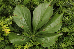 Phyllosticta quinquefoliae