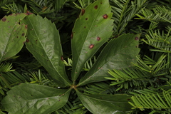 Phyllosticta quinquefoliae