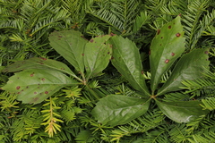 Phyllosticta quinquefoliae