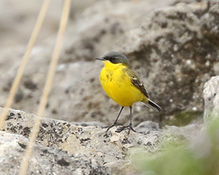 Motacilla flava thunbergi