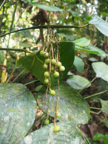 Bemban