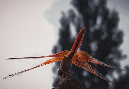 Orange-winged Dropwing