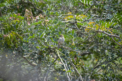 Sporophila telasco
