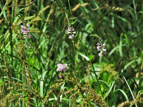 Image of Physostegia pulchella by (c) Annika Lindqvist, some rights reserved (CC BY)