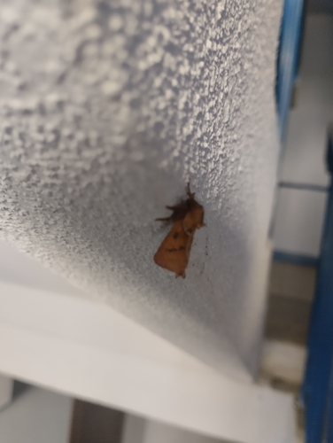 Orange Swift