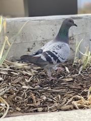Columba livia domestica
