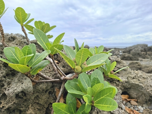 Ficus pedunculosa, photograph 1