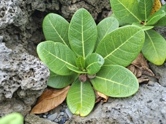 Ficus pedunculosa, photograph (c) vrxz, some rights reserved (CC BY-SA)