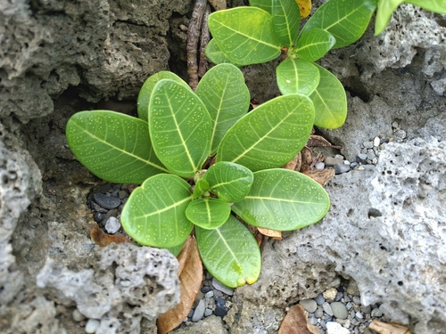Ficus pedunculosa, photograph 3