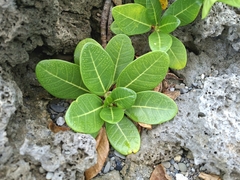 Ficus pedunculosa, photograph (c) vrxz, some rights reserved (CC BY-SA)