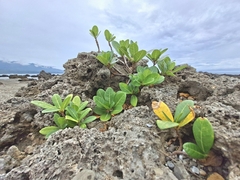 Ficus pedunculosa, photograph (c) vrxz, some rights reserved (CC BY-SA)