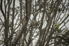 Conirostrum cinereum