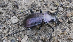 Carabus arvensis