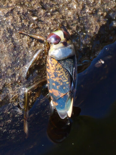 Notonecta irrorata