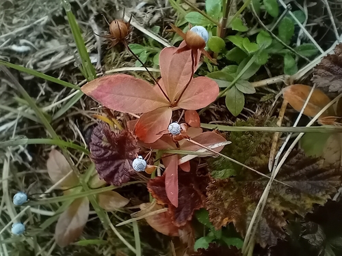 Arctic Starflower