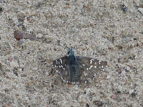 Large Grizzled Skipper