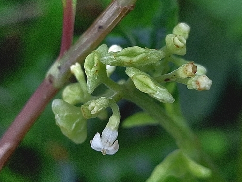 Ophiorrhiza kuroiwae observed 2026-08-19