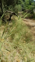 Brachypodium distachyon