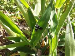 Lepidoptera