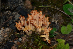 Ramaria botrytoides
