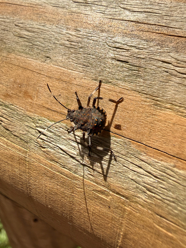 Brown Marmorated Stink Bug