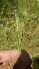 Brachypodium distachyon