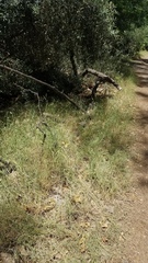 Brachypodium distachyon